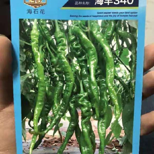 商丘螺丝椒种子 杂交种 ≥95% 