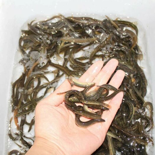 连云港泥鳅  泥鳅苗出售，免费提供技术指导饲料，回收成品，一条