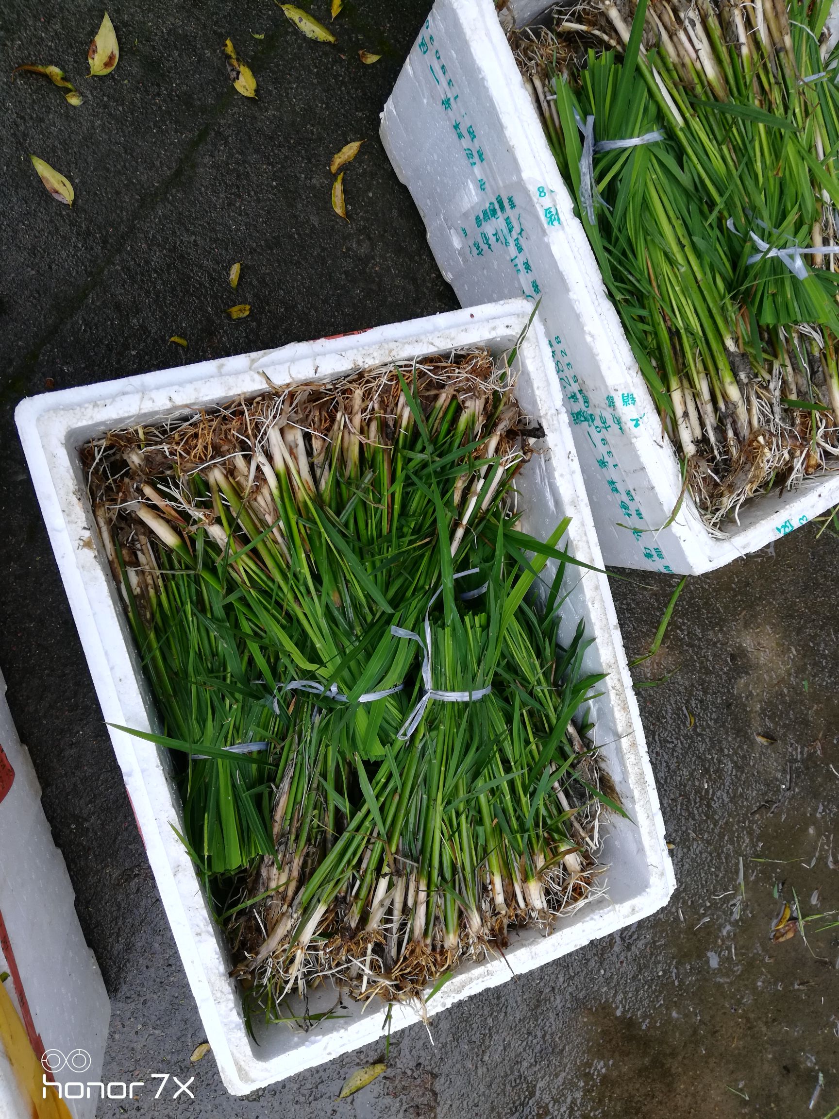 茭白种苗  早熟 双季 高产 浙茭2号6号7号 无黑心 种苗