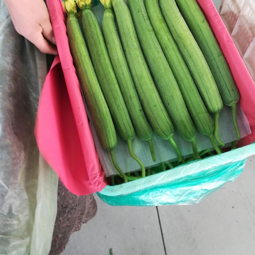 兰陵县鲜花丝瓜 30~50cm