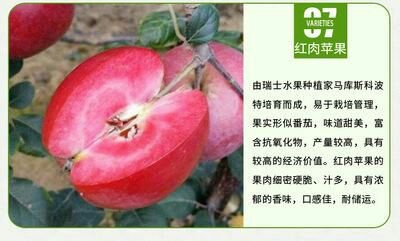 平邑县红肉苹果树苗 1.5~2米