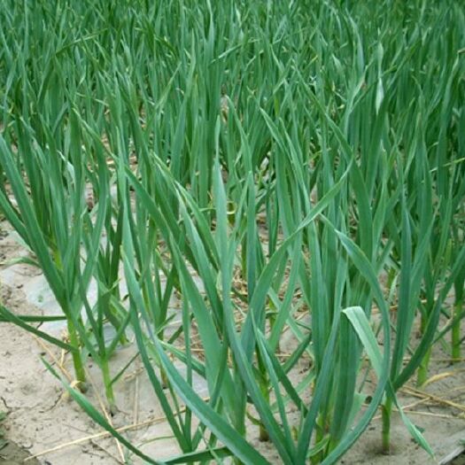 淮南红根蒜苗 40 - 45cm 