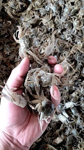 盘锦河蟹苗 