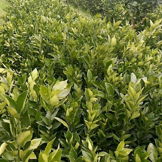 凤凰县纽荷尔脐橙苗 嫁接苗 0.5米以下 