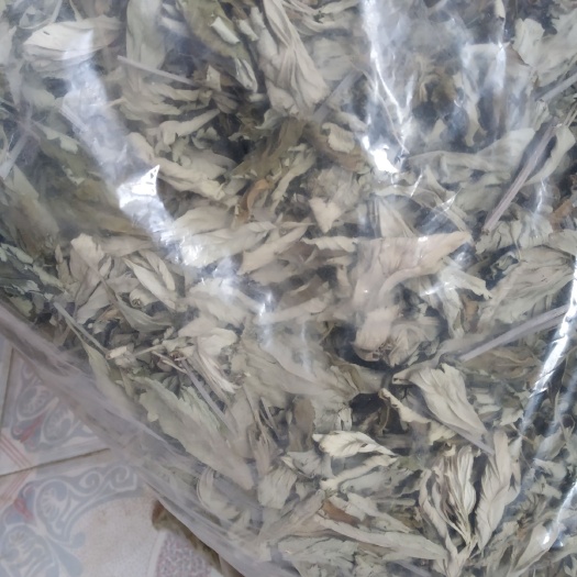 辛集市蕲艾  艾叶.艾草