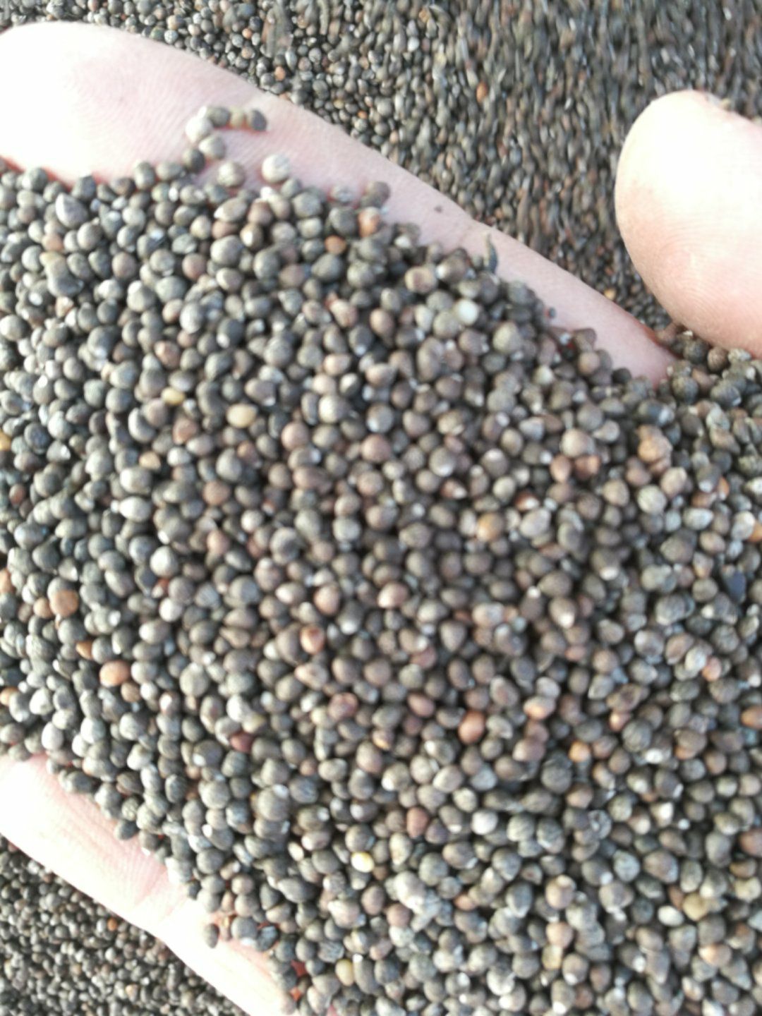 苏子  紫苏籽   药食两用  包含量符合药典标准 出油率一