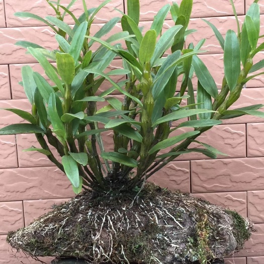 赤水市贵州遵义赤水鲜条金钗石斛中药材滋补药材发货源头