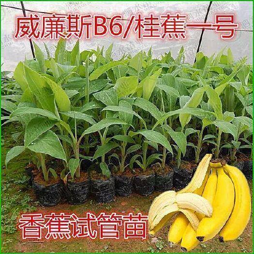 灵山县威廉斯香蕉苗