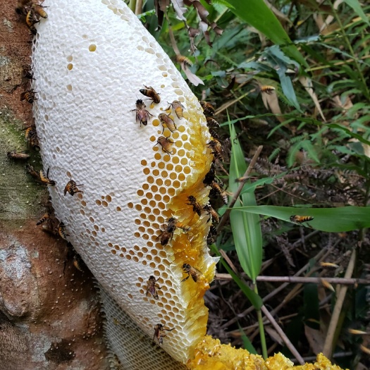 万宁市 天然野生蜂蜜
