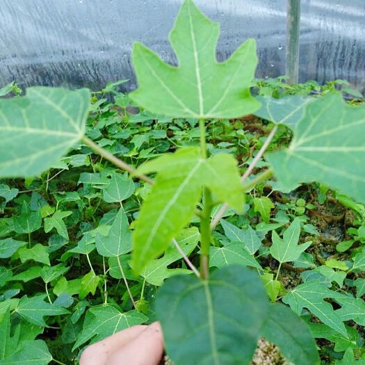 灵山县红心木瓜苗 优质品种，苗子靓丽，需要种植的联系我有大量现货