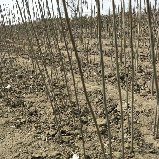 红油香椿苗  1.5公分香椿苗基地，大棚香椿苗
