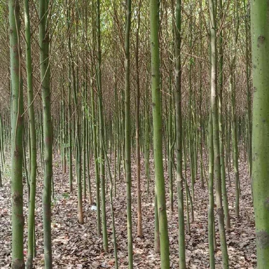 九江樟树苗 