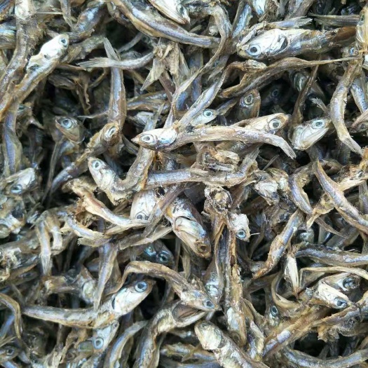 海兴县饲料鱼