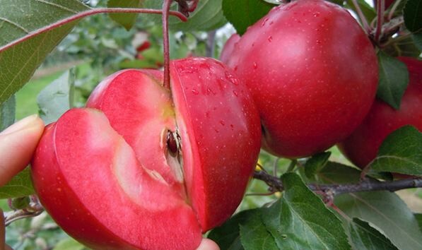 平邑县红肉苹果树苗 1.5~2米