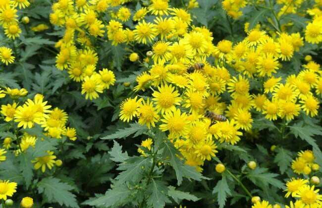 阳新县菊花苗  花种植是势在必得，、公园庭院观赏和药用