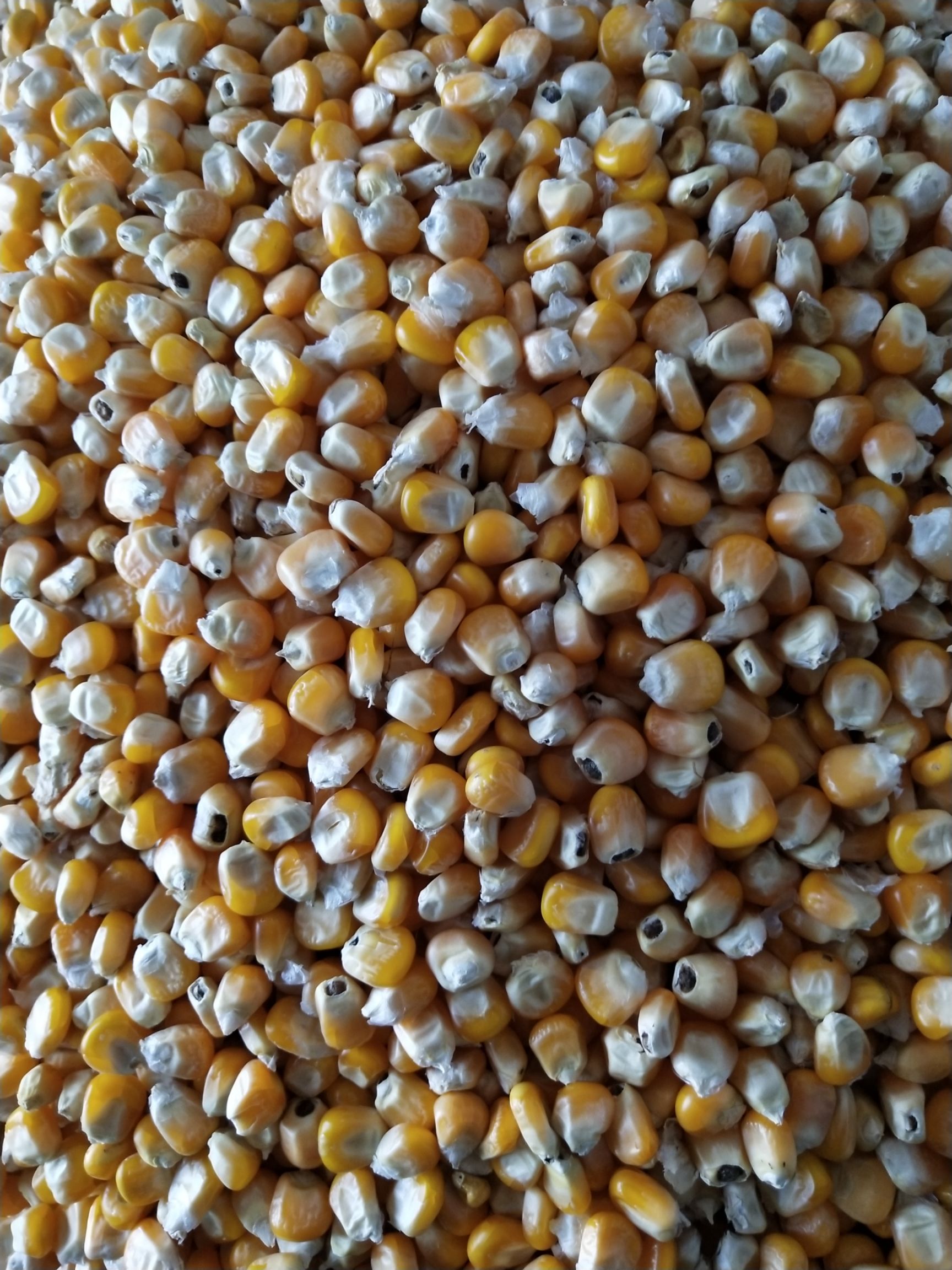 德美亚1号玉米粒 净货 水份14%-16%