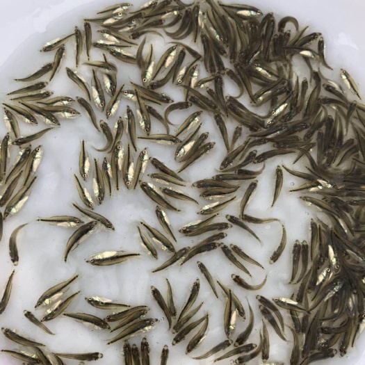 广州鲈鱼苗 