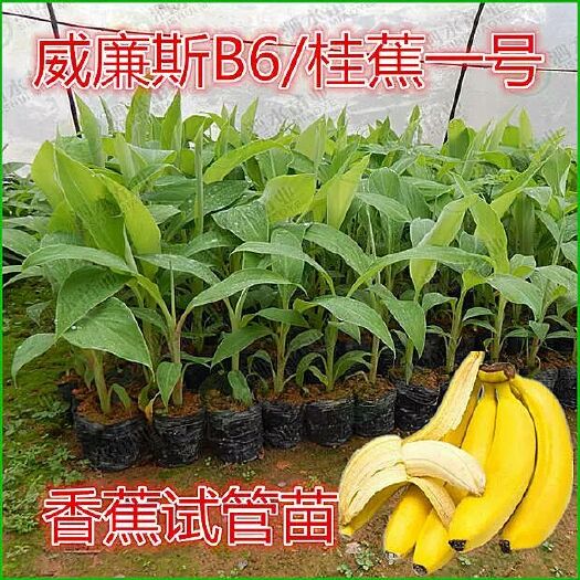 灵山县威廉斯香蕉苗