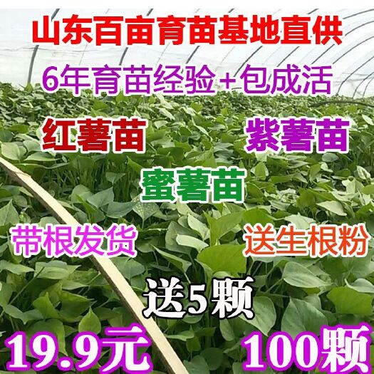 沂南县紫薯苗 15~25cm 