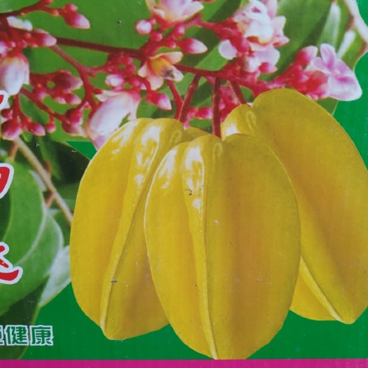 廉江市四季红杨桃苗