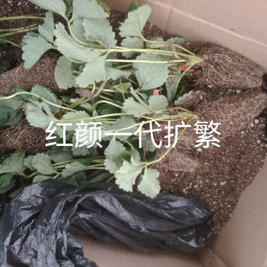 扶沟县红颜草莓苗 10~20公分 地栽苗 