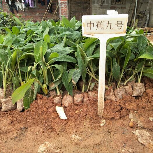 灵山县中蕉9号香蕉苗