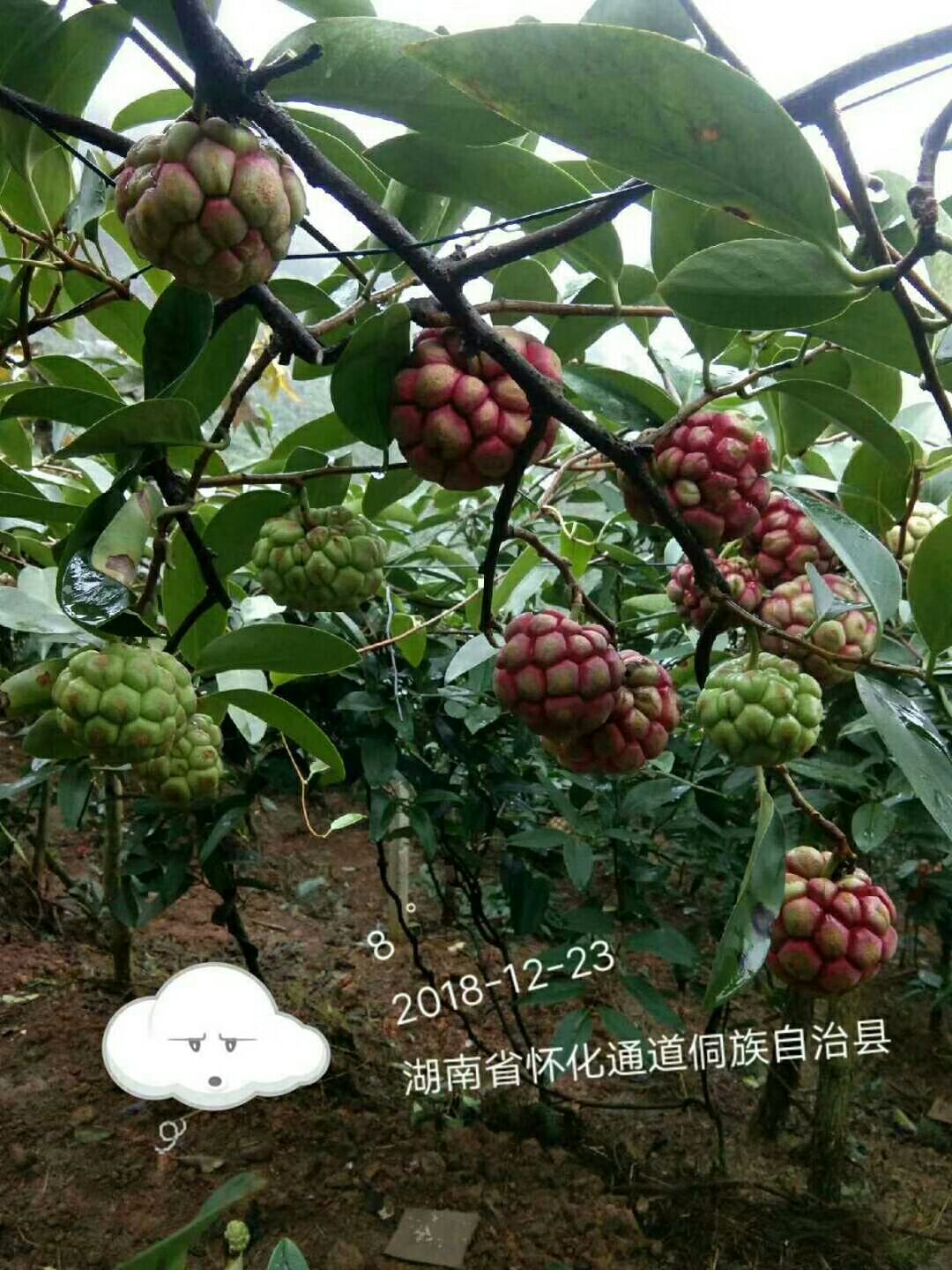 大血藤种苗 