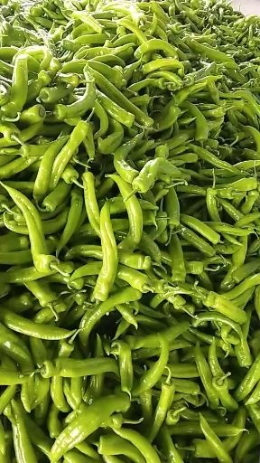 莘县黄皮辣椒 15~20cm 中辣 黄色 