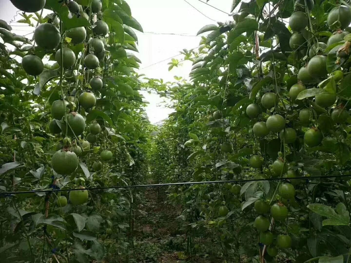 紫香百香果苗  百香果苗 紫香一号基质培育
