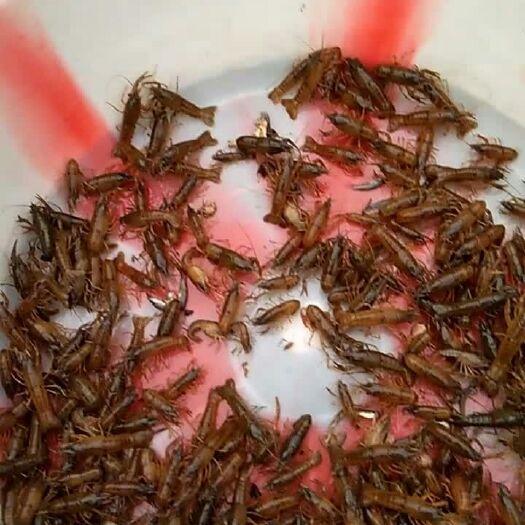 荣县澳洲淡水小龙虾 4-6钱 稻田虾