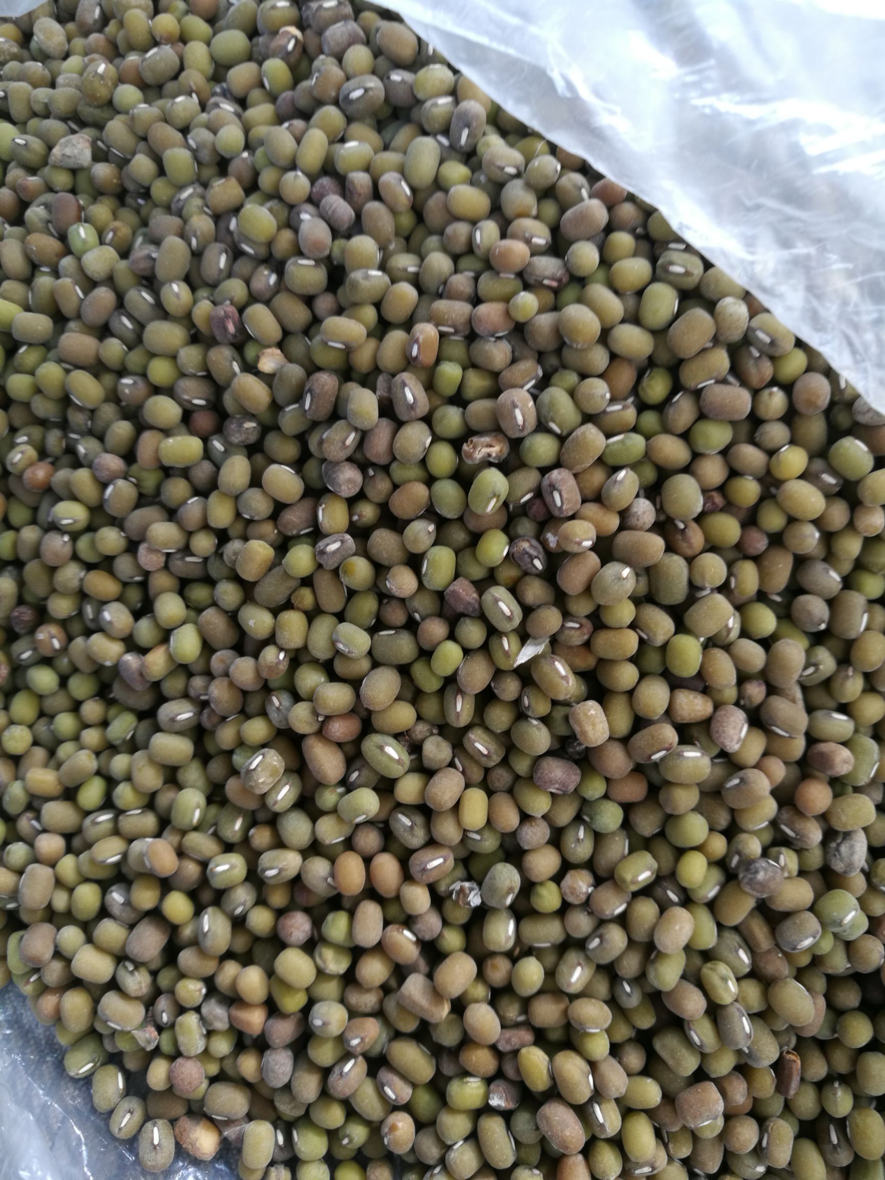 绿豆  中绿1号 袋装 1等品