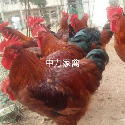 广汉市九斤黄鸡苗  快大黄鸡苗防疫做齐 长势快 存活率高