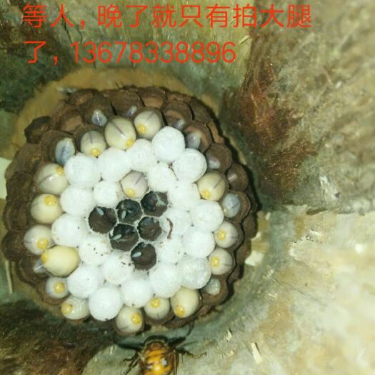 犍为县黄脚胡蜂 七里蜂王，纯王