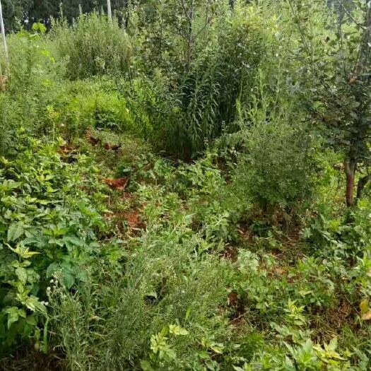 陆良县土鸡 5-6斤 统货 