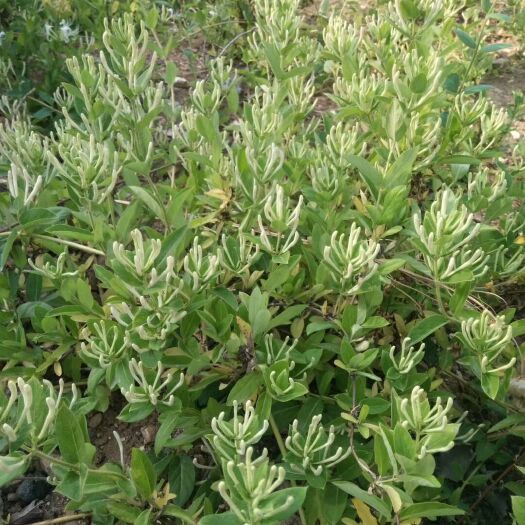 平邑县四季金银花苗 30~40公分 