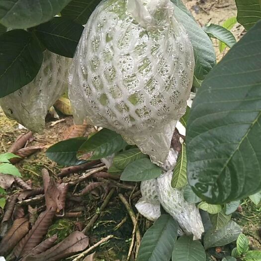 南宁西瓜芭乐 150-200克 