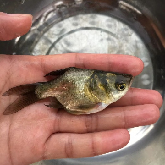 博罗县缩骨大头鱼苗