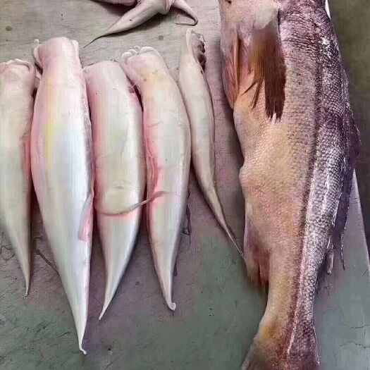 鱼胶