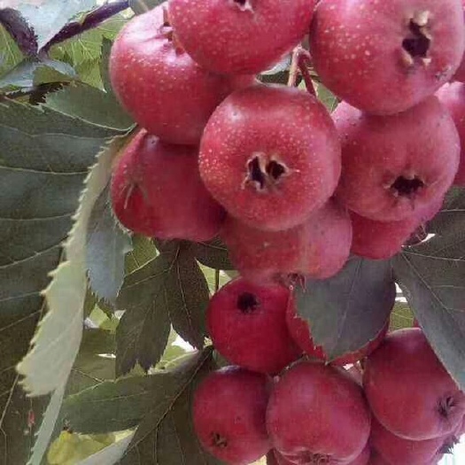 营口 磨盘山楂树苗