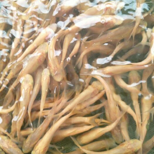 博罗县金大头鱼苗 