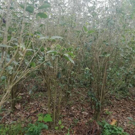 四会市普通桂花树 20块一棵，6500棵左右，一批清