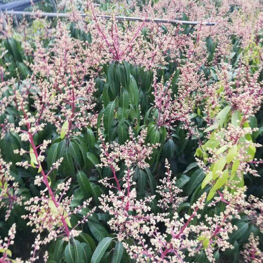 灵山县贵妃芒果苗 