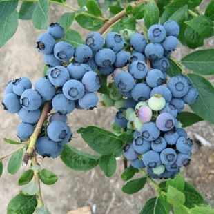 平邑县兔眼蓝莓苗