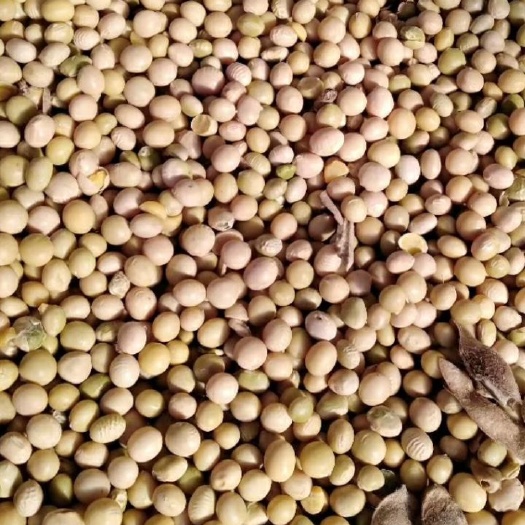 阿荣旗黑龙江大豆 生大豆 3等品 