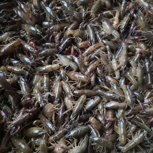 重庆市澳洲淡水小龙虾苗 