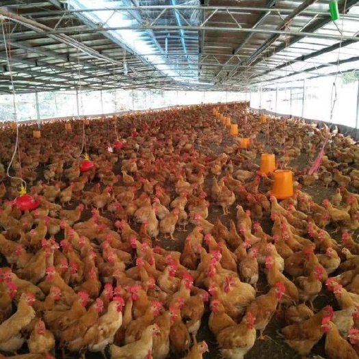 广州三黄鸡苗 出壳鸡苗 1日龄 母苗 肉鸡苗