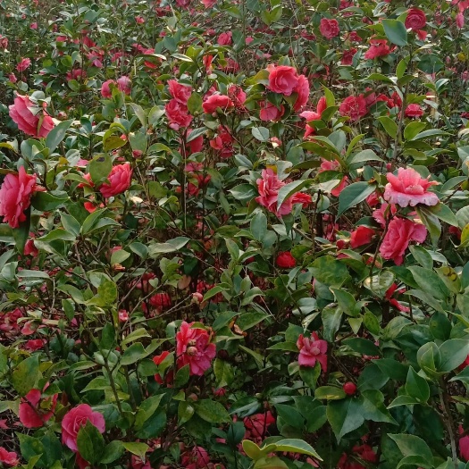 浦城县茶花树 80~100cm 