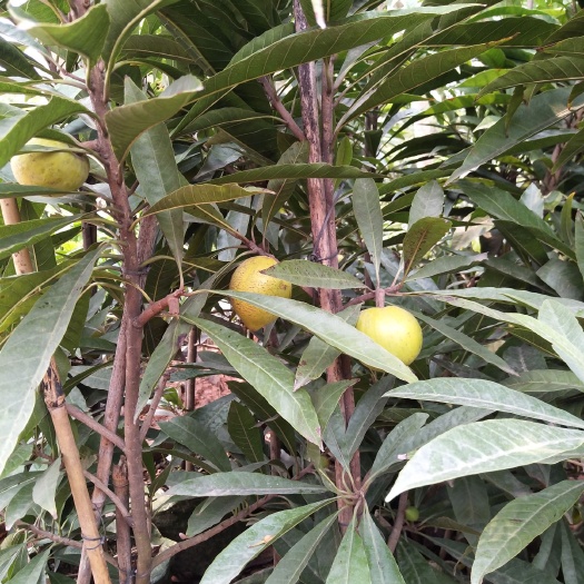 灵山县蛋黄果苗 树蛋果苗