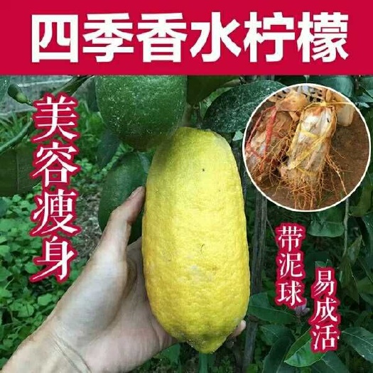 灵山县四季柠檬苗 