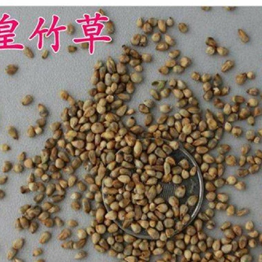 沭阳县皇竹草种子  牧草  新型皇竹草种子